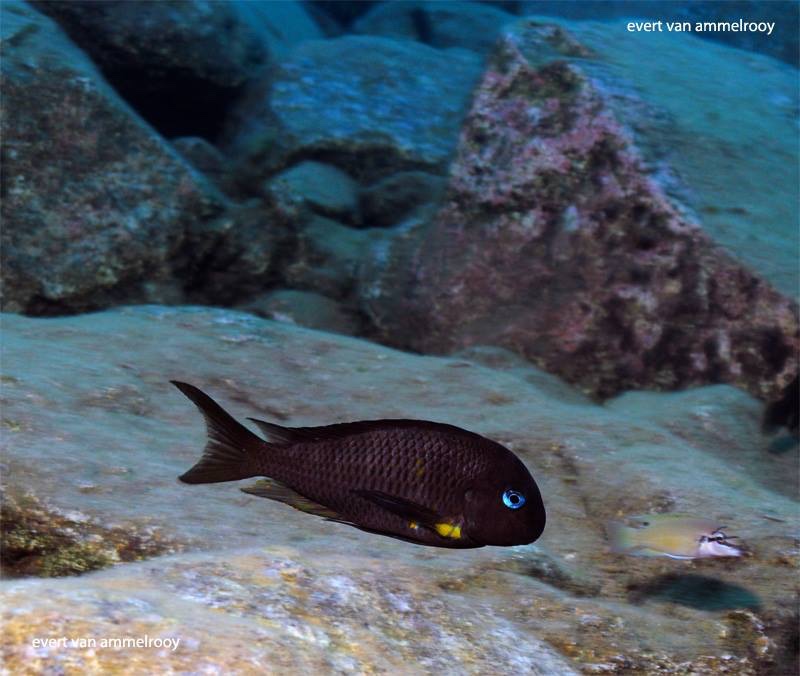Tropheus sp. 'crescentic' Mkuyu
